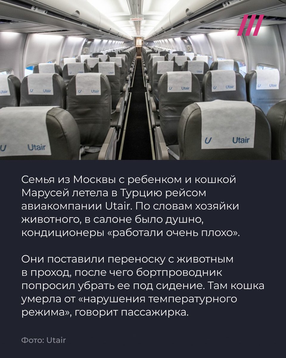 tvrain's tweet photo. Во врем�� рейса из Москвы в Турцию умерла кошка. Хозяева заявили, что бортпроводники не разрешили достать переноску из-под сиденья и животное погибло из-за жары https://t.co/w16D9JqO0R