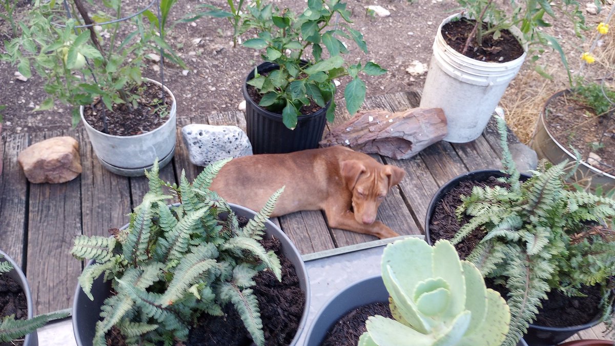 Christopher C. Day tweet media