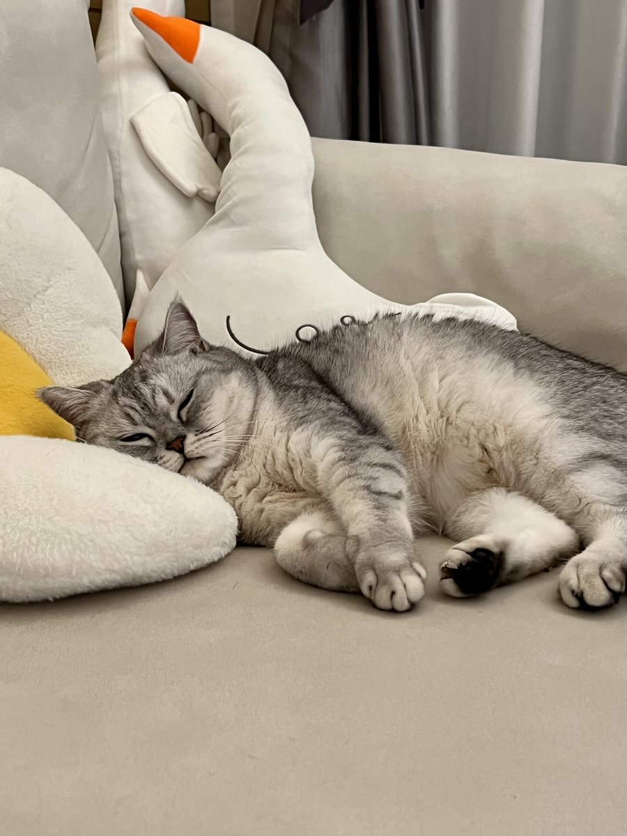 🐈I was sleeping with an innocent face and it was so good to love😘😍