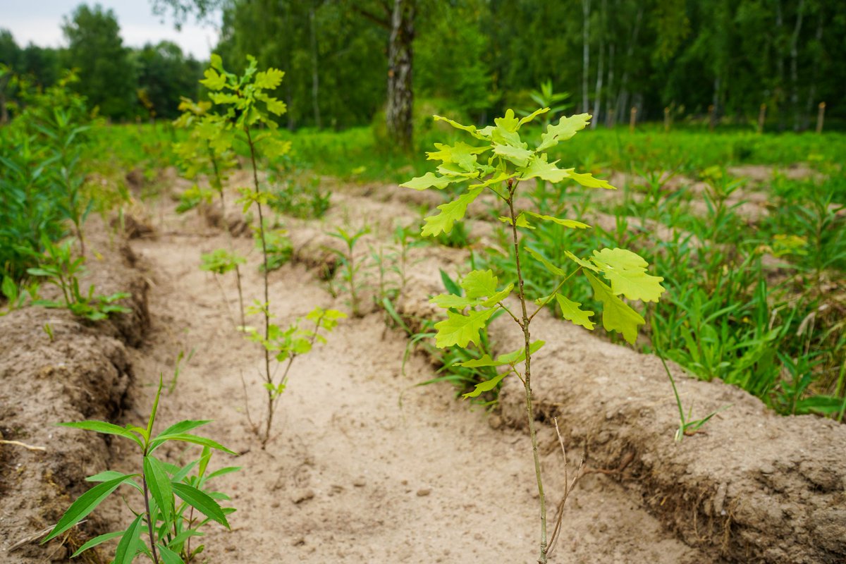 LegnickaSSE's tweet photo. W ramach akcji „Rośnij razem z nami” zasadziliśmy drzewa w Gminie Miękinia 🌱. Sadzonki aż 1️⃣6️⃣0️⃣0️⃣ dębów szypułkowych już zdobią tereny leśne w Mrozowie. Niech rosną razem z nami 💚!
#LSSE #StrefaTwoichMożliwości https://t.co/MNCHR3xIWn