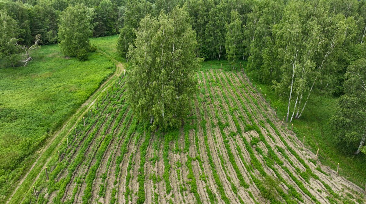 LegnickaSSE's tweet photo. W ramach akcji „Rośnij razem z nami” zasadziliśmy drzewa w Gminie Miękinia 🌱. Sadzonki aż 1️⃣6️⃣0️⃣0️⃣ dębów szypułkowych już zdobią tereny leśne w Mrozowie. Niech rosną razem z nami 💚!
#LSSE #StrefaTwoichMożliwości https://t.co/MNCHR3xIWn