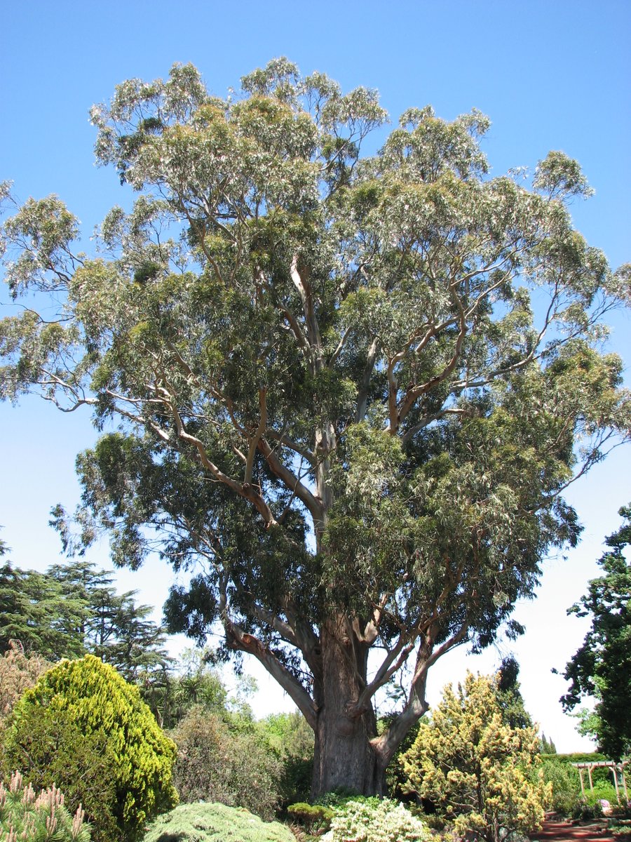 StuartWilliams_'s tweet photo. Eucalyptus globulus subsp. globulus (southern blue-gum, Tasmanian blue-gum) at Ballarat Botanical Gardens in 2006.
#Eucalyptusglobulus #TrustTrees #ozplants https://t.co/eg7XXLKD7K