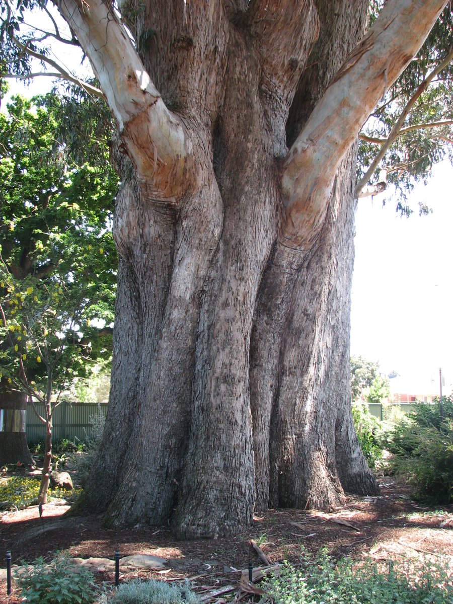 StuartWilliams_'s tweet photo. Eucalyptus globulus subsp. globulus (southern blue-gum, Tasmanian blue-gum) at Ballarat Botanical Gardens in 2006.
#Eucalyptusglobulus #TrustTrees #ozplants https://t.co/eg7XXLKD7K