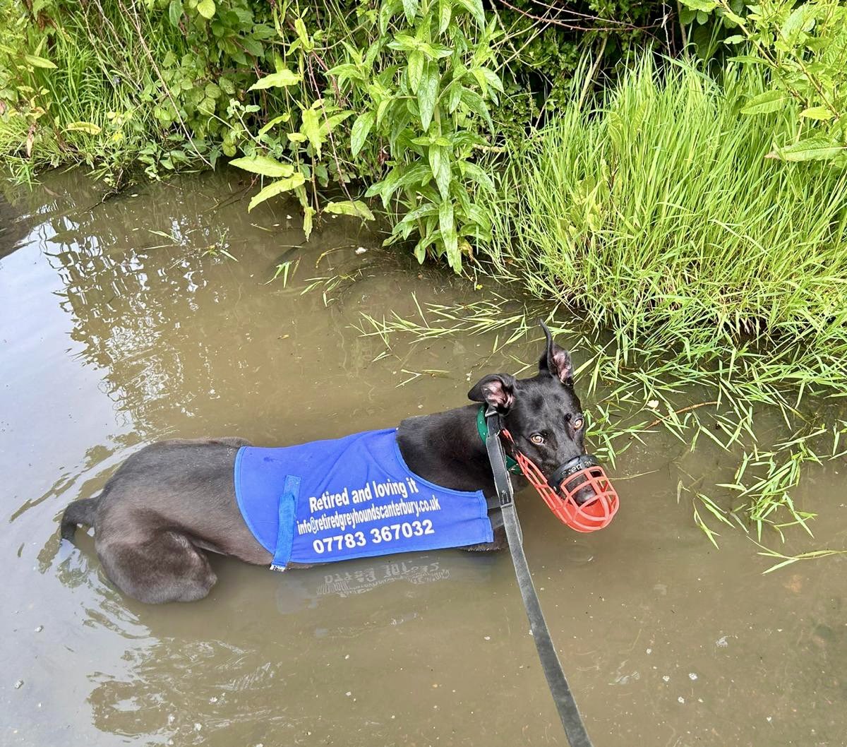 RetGreys_Cbury's tweet photo. Birdy has been making a bit of a splash today when out a a walk 

#greyhound #adoptdontshop #adoptdontbuy #adoptagreyhound #kentdogs #londondogs #greyoundlove #greyhoundsmakegreytpets #greyhoundsofx #canterbury #kentgreyhounds #rehomeadog
#TeamZay https://t.co/DvS2A1Zch7