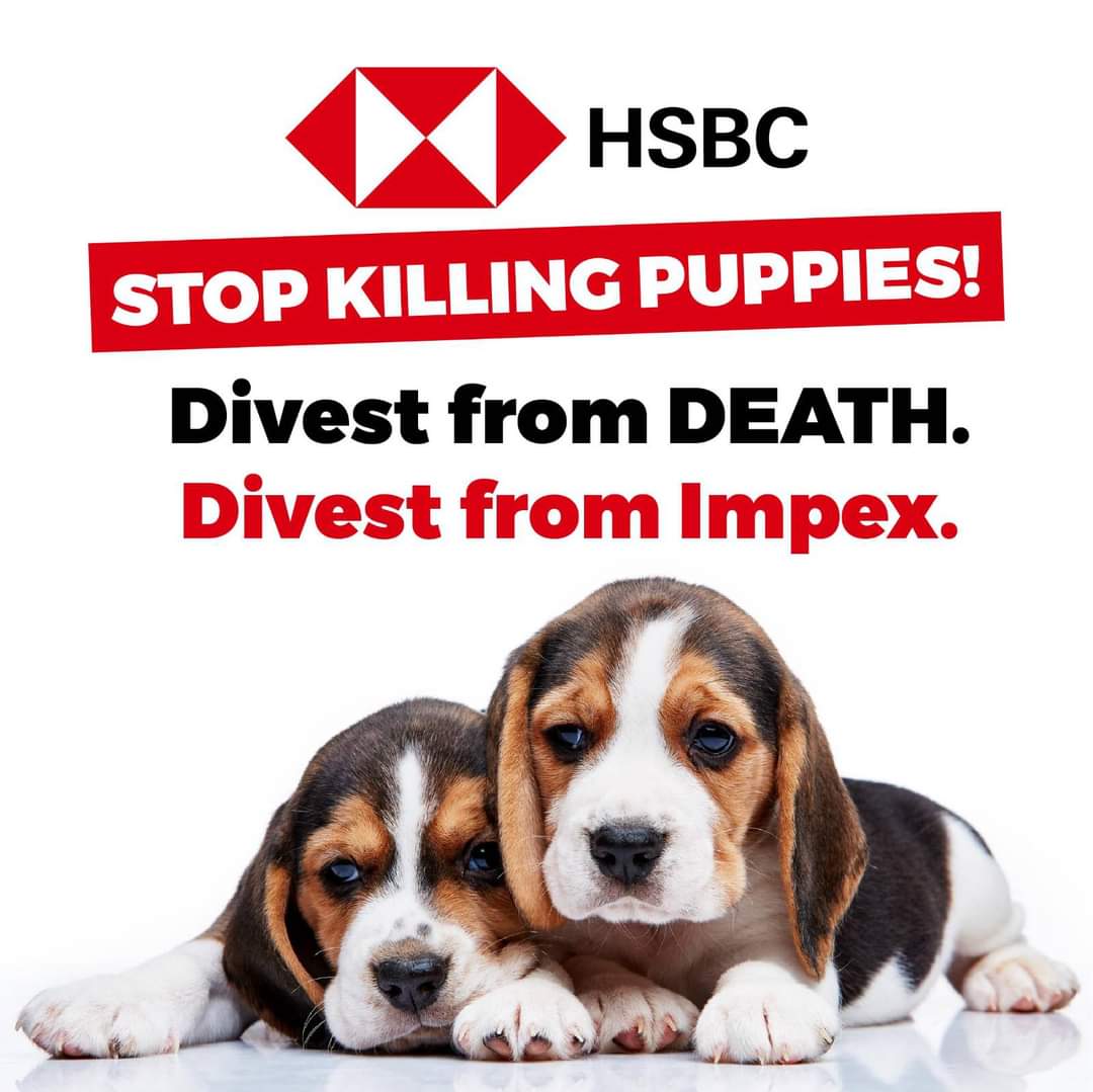 Beccaasauruss's tweet photo. Bank with @HSBC_UK? Know someone who does? Let them know!
If you love animals, you should #boycottHSBC immediately, until they stop funding puppy killers Impex.
The more customers leave, the more likely they are to listen and drop their support of these dog killing monsters. https://t.co/8IykgOuqGU