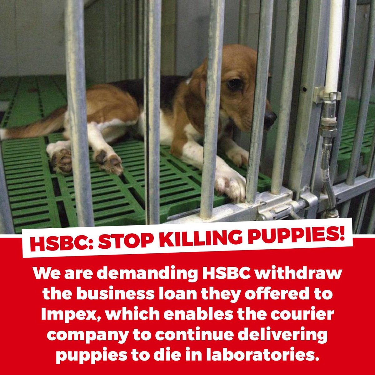 Beccaasauruss's tweet photo. Bank with @HSBC_UK? Know someone who does? Let them know!
If you love animals, you should #boycottHSBC immediately, until they stop funding puppy killers Impex.
The more customers leave, the more likely they are to listen and drop their support of these dog killing monsters. https://t.co/8IykgOuqGU