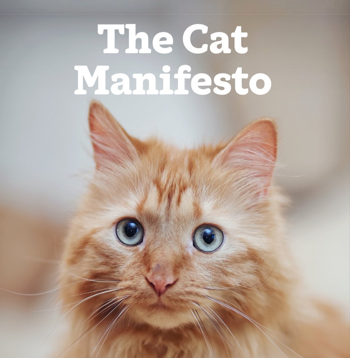 Cats Protection Advocacy Team tweet media