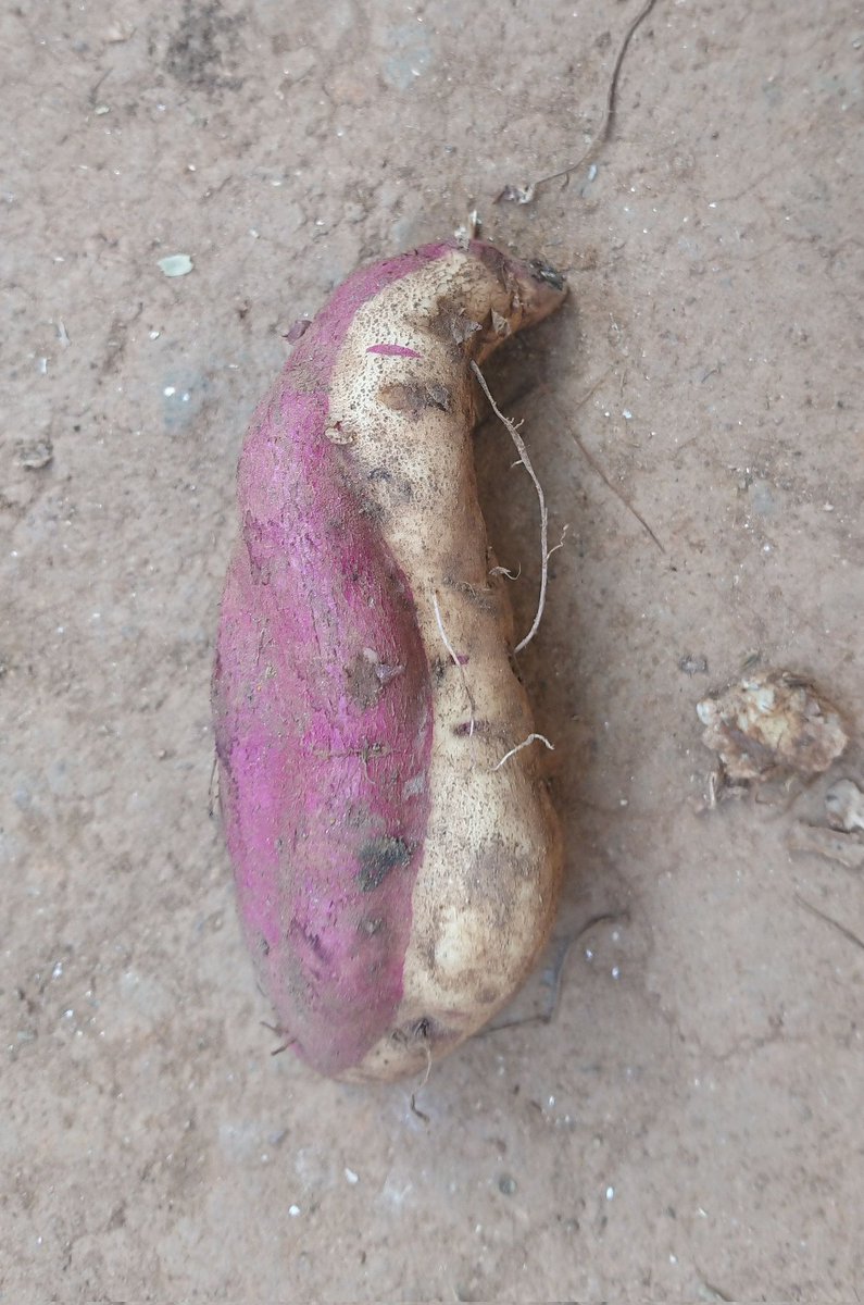 N_SmartFarmer's tweet photo. Agriculture is amazing
I was surprised this morning after seeing #White_Red sweet potato!!!!!!! Do you think it is #Abnormality or #NewVariety
@Nig_Farmer Have you seen it before??? Your comment is important. https://t.co/aZaRRiMSIG