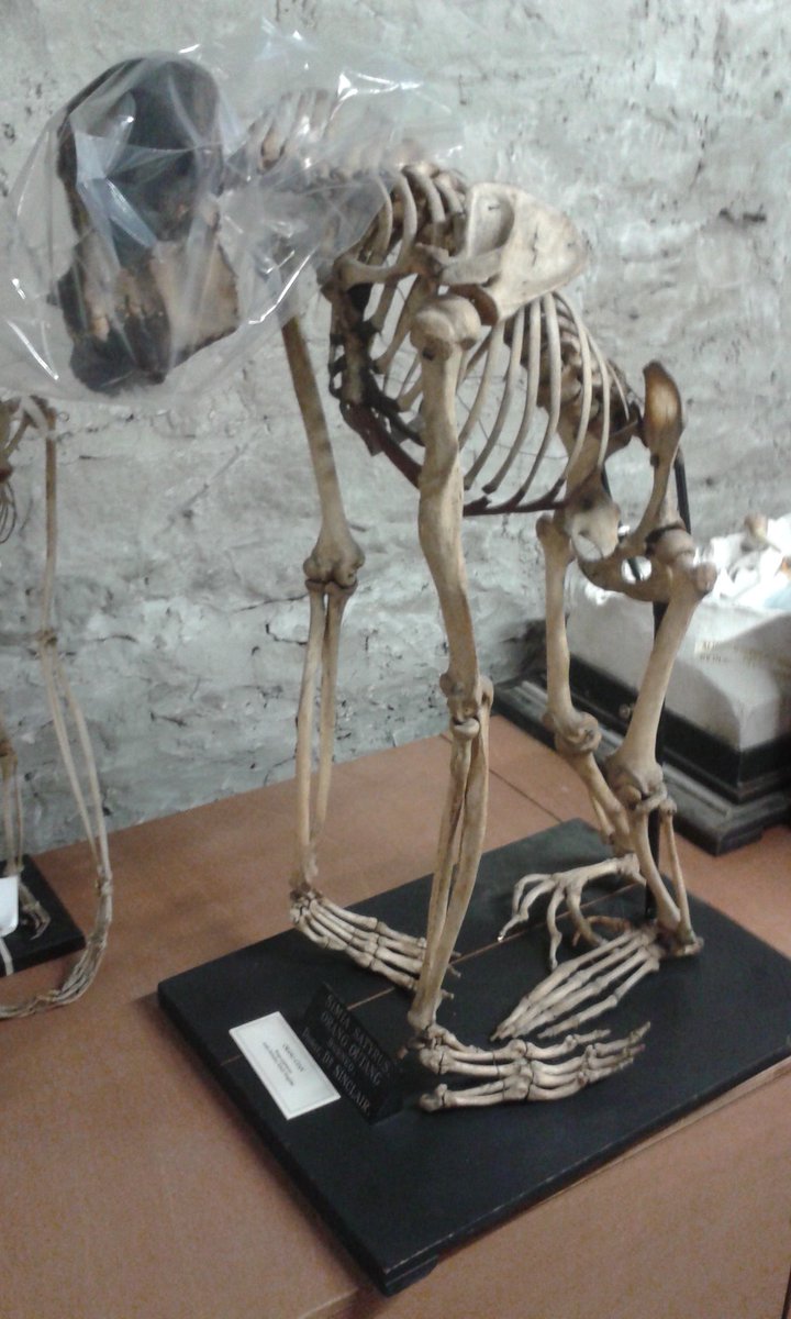 TeviotPlace's tweet photo. It's #MuseumWeek & today we are sharing a #BehindTheScenesMW collections project where we re-housed an #orangutan skeleton. This beautifully prepared adult female from Borneo is one of our oldest comparative anatomy skeletons, dating from the 1880s. #MuseumLife #CuratorialWork🧵 https://t.co/WgYgzBbPqH