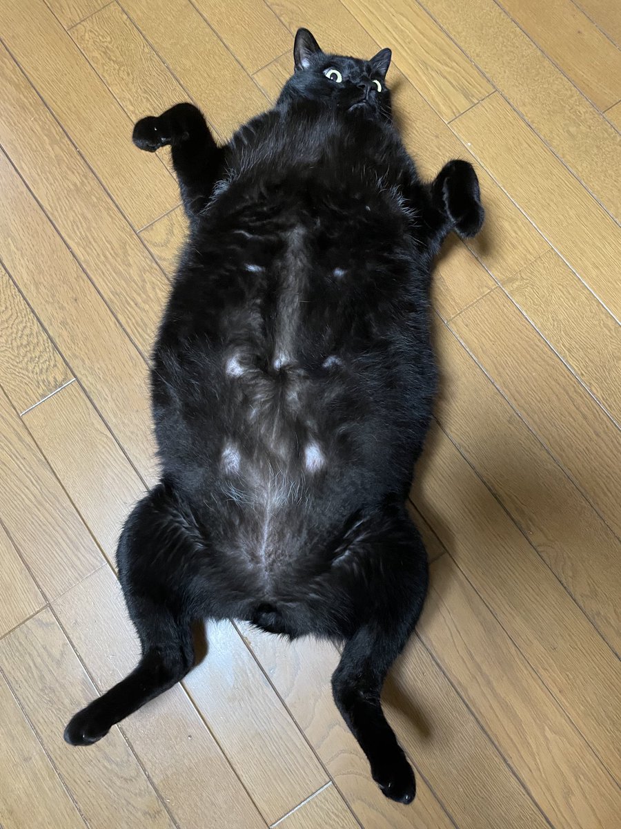 eriko3boys's tweet photo. もう猫じゃない気がしてきた…

#猫 #猫好きさんと繋がりたい #猫のいる暮らし #黒猫 #保護猫 https://t.co/Vb2UmhC6bV