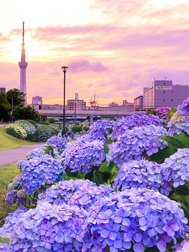 2IivuUY2Tf73393's tweet photo. 『黄昏の紫陽花』。 https://t.co/DdTRYKgER7