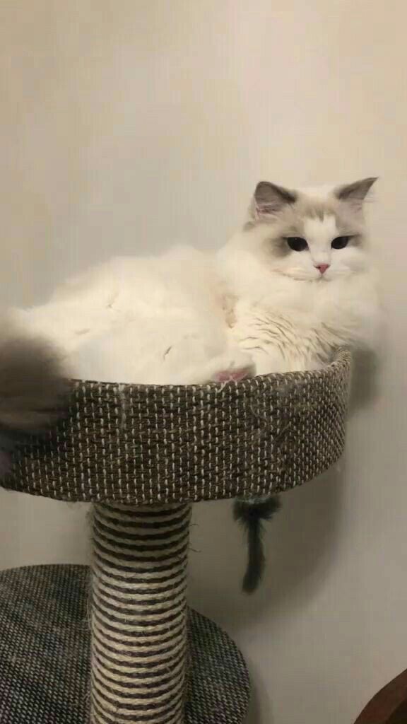 Booom dia! Olhem que fofura meus nenéns.