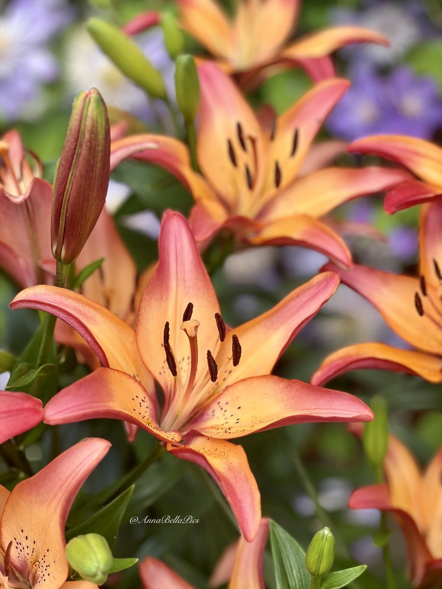 🌱Annie🌸📷 tweet media