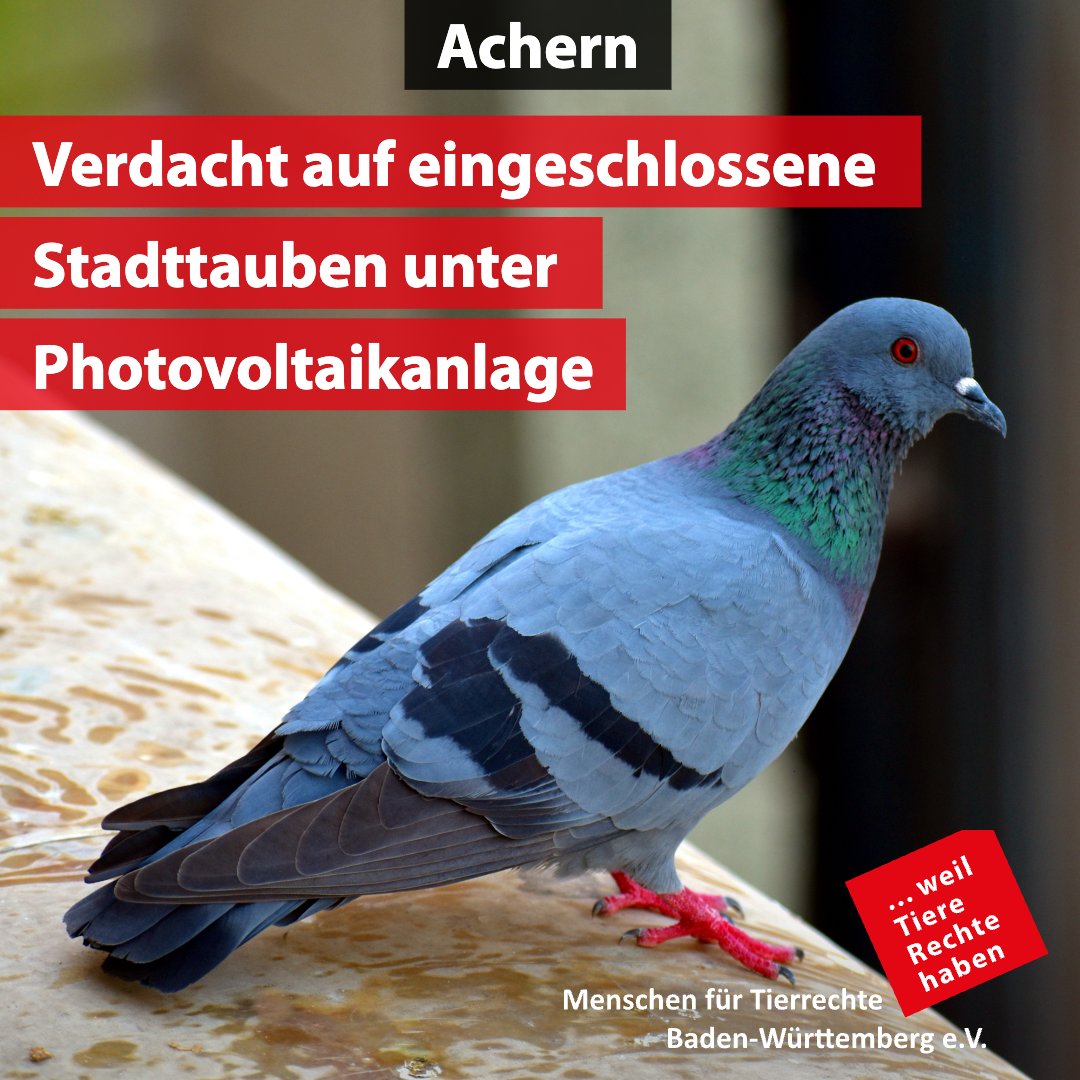 tierrechte_bw's tweet image. Wir wurden um Unterstützung zu einem dubiosen Fall in #Achern gebeten und haben daher den folgenden Brief an das zuständige #Veterinäramt gesendet: tierrechte-bw.de/index.php/verd…