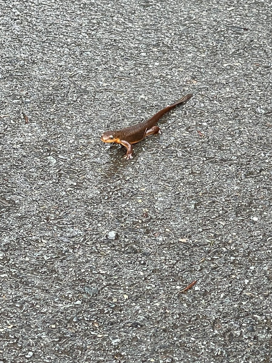 Newt 蠑螈 êng-goân
chi̍t khóaⁿ ē-tàng tòa chúi lāi ê tō͘-tēng, sì-kha-chôa-á