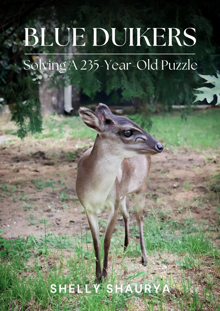 shellyshaurya's tweet photo. For the 1st time ever, a book delves into the origins of one of Africa’s smallest antelopes—the Blue Duiker.

Discover the significance of blue liquid, origin of the name ‘Blue Duiker,’ a 235-year-old puzzle, and the history of this animal in Africa.

https://t.co/q03MzLeElm https://t.co/X8GkGNthdc