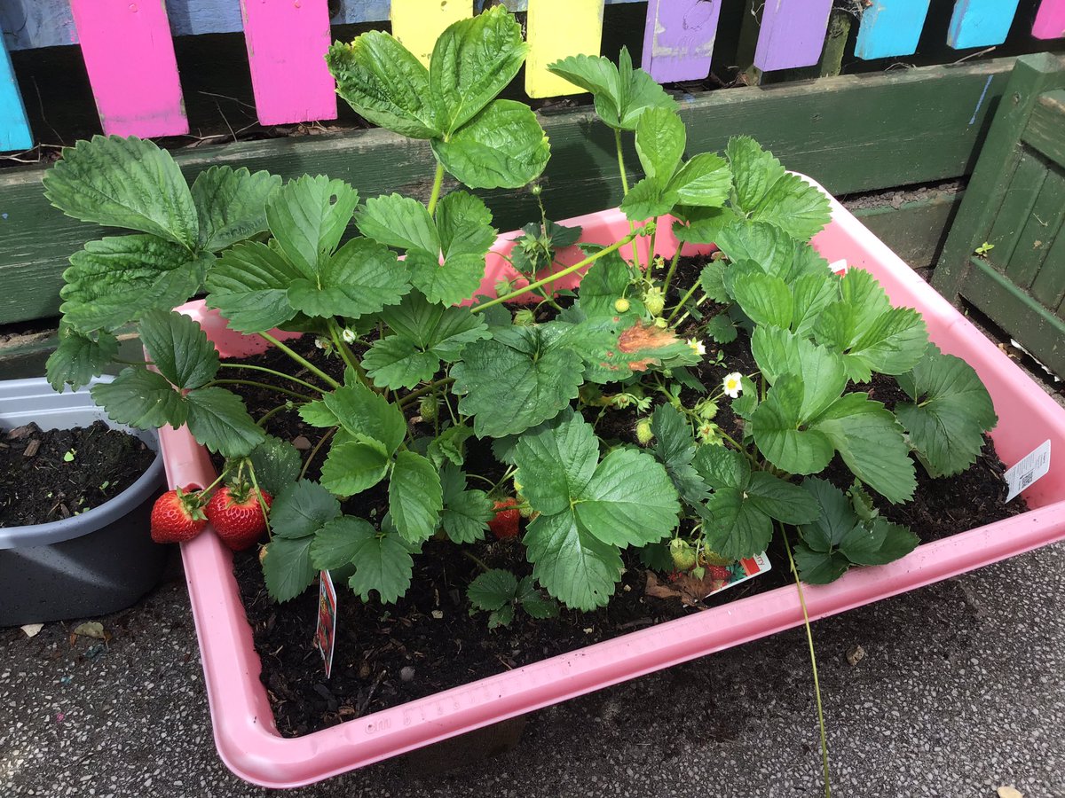 Fosse_TMET's tweet photo. F1 fruit and vegetables are growing really well. The children have enjoyed tasting the strawberries. #fmeyfs #fmf1 #fmscience #fmutw https://t.co/U6USt7FDjq