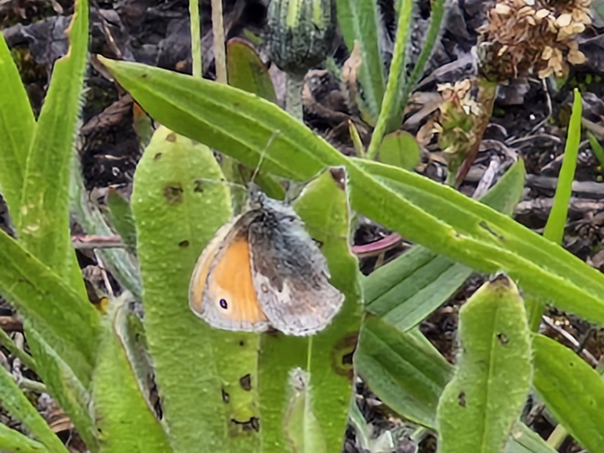 bobhogrunner's tweet photo. @teesbirds1 @teeswildlife @nybirdnews @Natures_Voice Plenty of butterfly action at S Gare this A M. #Smallheath(several),#Dingyskipper(lots), #Adonisblue, and #Commonblue.(lots) https://t.co/ZDmJ7174zy