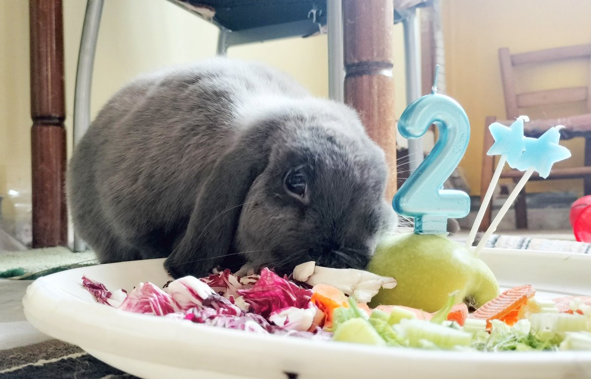 Happy birthday Sir Lancelot 🎉