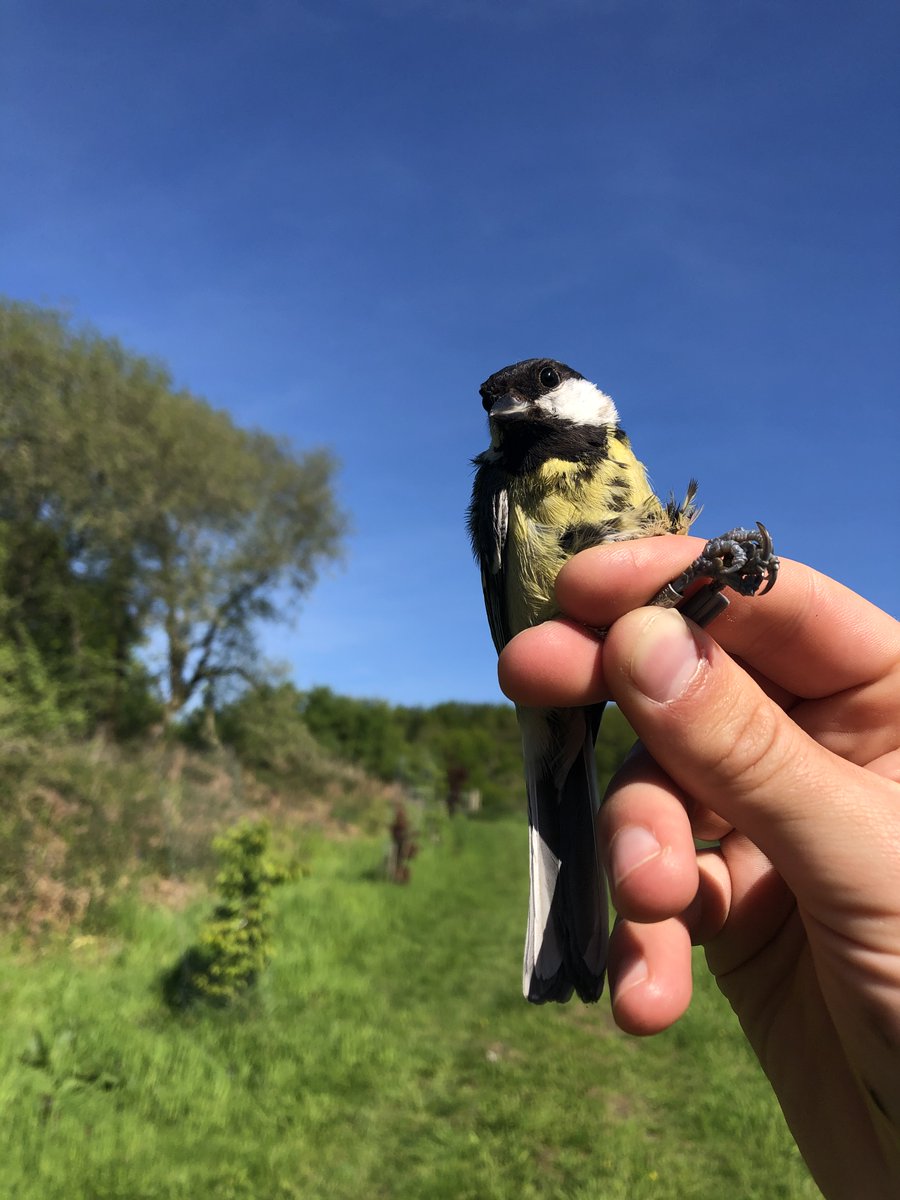 Feels like ages ago that I first thought about this, so very happy our new preprint is out tinyurl.com/yt4t8czk! A 🧵 on how/why we used 702 years of data from &gt;130000 great tits spanning 3200km across <a href="/SPIbirds/">SPI-Birds</a>  populations to assess spatial synchrony in age structure⬇️ 1/14