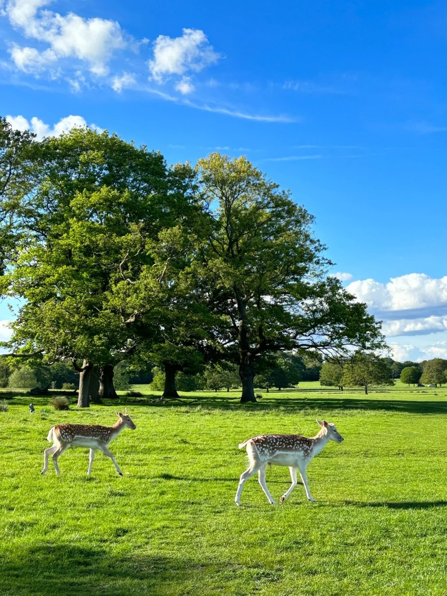 As the largest royal forest in London, Richmond Park is a great place to find deer, watch birds, enjoy flowers or hike. You can always find one that suits you and feel the beauty of nature.🦌🐦‍⬛️🌺🤗