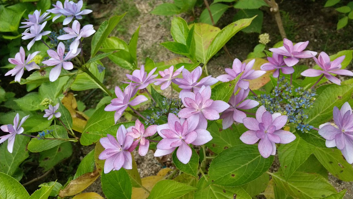 咲き始めた紫陽花たち♪
ここは山口県柳井市 果子乃季総本店の裏の山
kasinoki.co.jp/ajisai_contest…

まだまだ咲き始めたばっかり
一面の紫陽花景色までもうちょっとだね
楽しい♪
#花 #紫陽花 #あじさい #あじさい園 #山口県 
#りのちーず