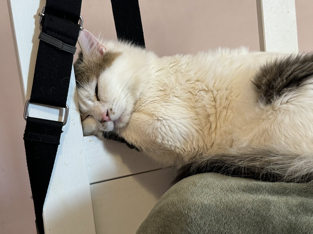 Britxch's tweet photo. #CatLovers https://t.co/YlRFG22gkB