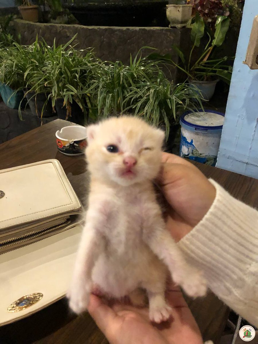 kcg! Sender lagi makan malam ditempat biasa,eh si mak kucing biasa sender kasih makan ngeluarin anak sebunder ini woi😭😭gemeess