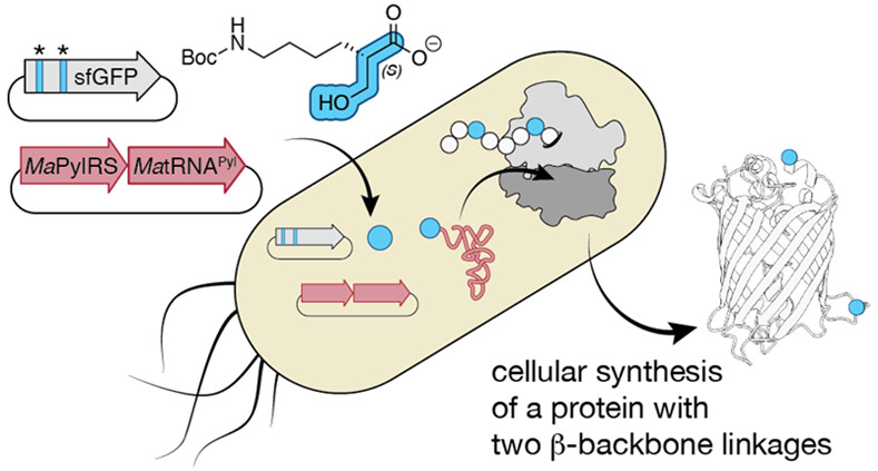 Incorporation of Multiple β2-Hydroxy Acids into a Protein In Vivo Using an Orthogonal Aminoacyl-tRNA Synthetase

NEW #ASAP by <a href="/AlannaSchepartz/">Alanna Schepartz</a> &amp; colleagues <a href="/berkeleyMCB/">UC Berkeley MCB</a>
Read it here: go.acs.org/9CQ