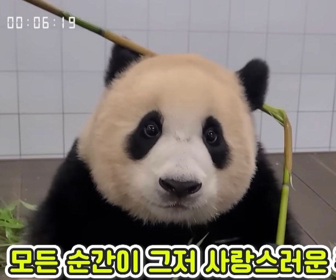 ZOA_BAO's tweet photo. 모든 순간이 사랑스러운 우리푸
진짜진짜 사랑해 보고싶더

#넌혼자가_아니야_푸바오
#AlwaysWith_Fu https://t.co/sfzPORfSgC