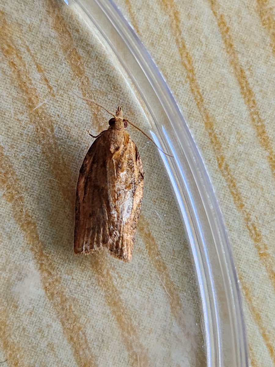 carolyn hargest (@carolynhargest) on Twitter photo Hi, is this a Light Brown Apple Moth please? Edinburgh 3 June <a href="/FlyinginFordham/">Ben Sale</a> <a href="/MOTHIDUK/">UK Moth Identification</a> <a href="/MidlothianBirds/">Geoff Morgan</a> Hi, is this a Light Brown Apple Moth please? Edinburgh 3 June <a href="/FlyinginFordham/">Ben Sale</a> <a href="/MOTHIDUK/">UK Moth Identification</a> <a href="/MidlothianBirds/">Geoff Morgan</a>