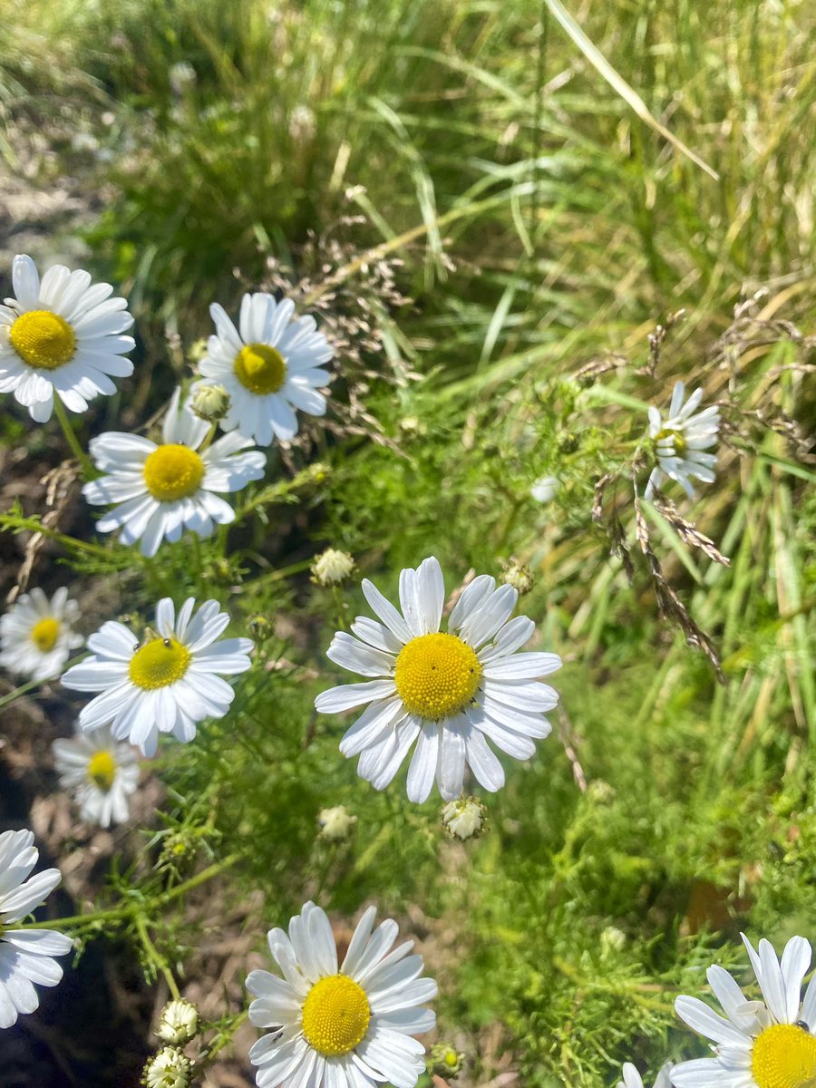 Fiona Glass tweet media