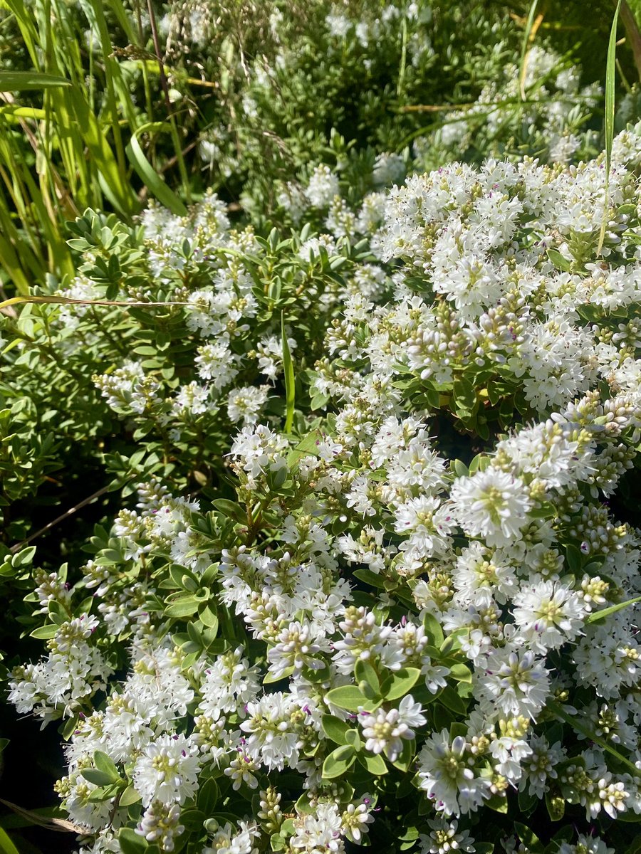 Sat in our beautiful Rosehill High School outdoor space on my lunch, taking in all our pretty plants🌼🌾