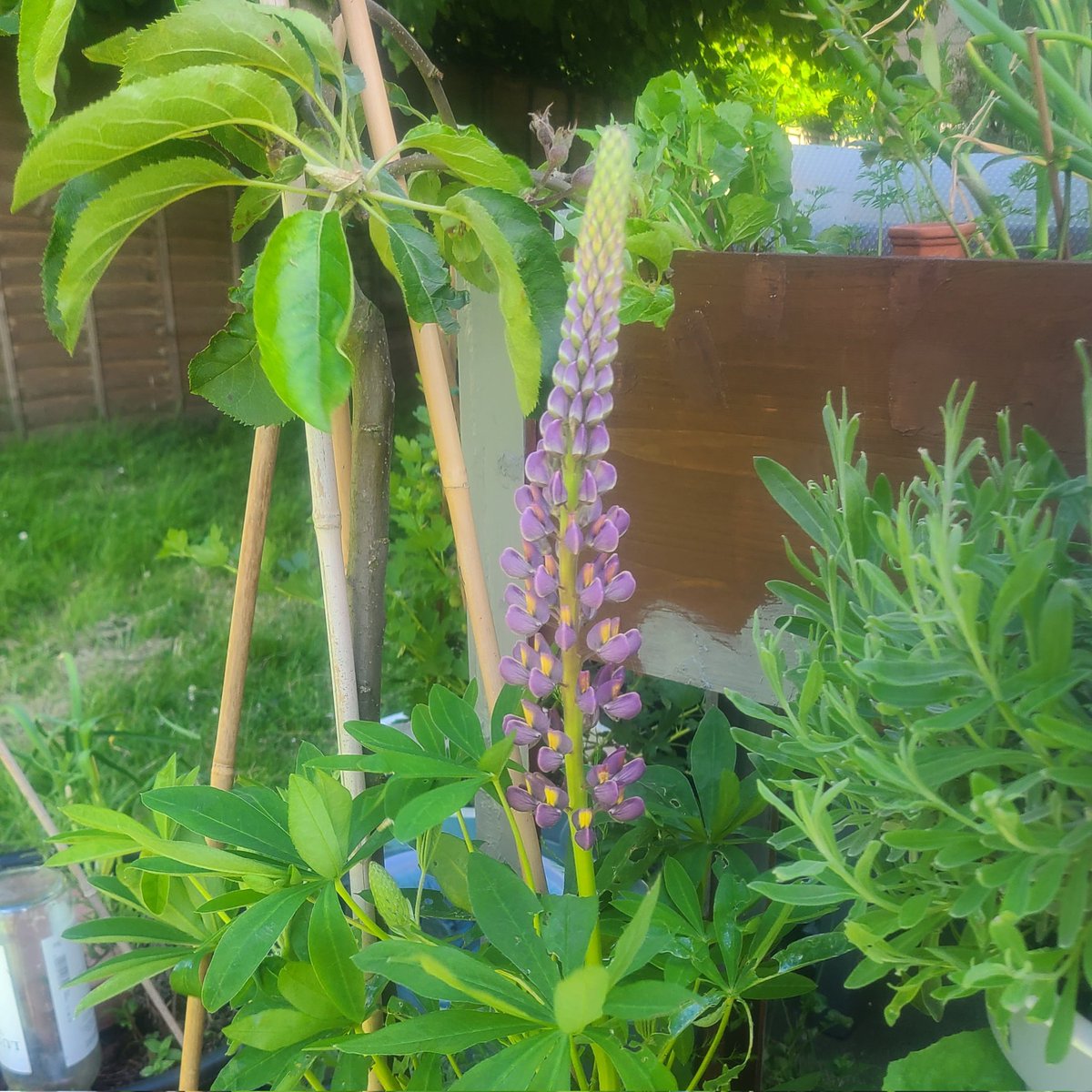 I grew it from seed last year. 😄