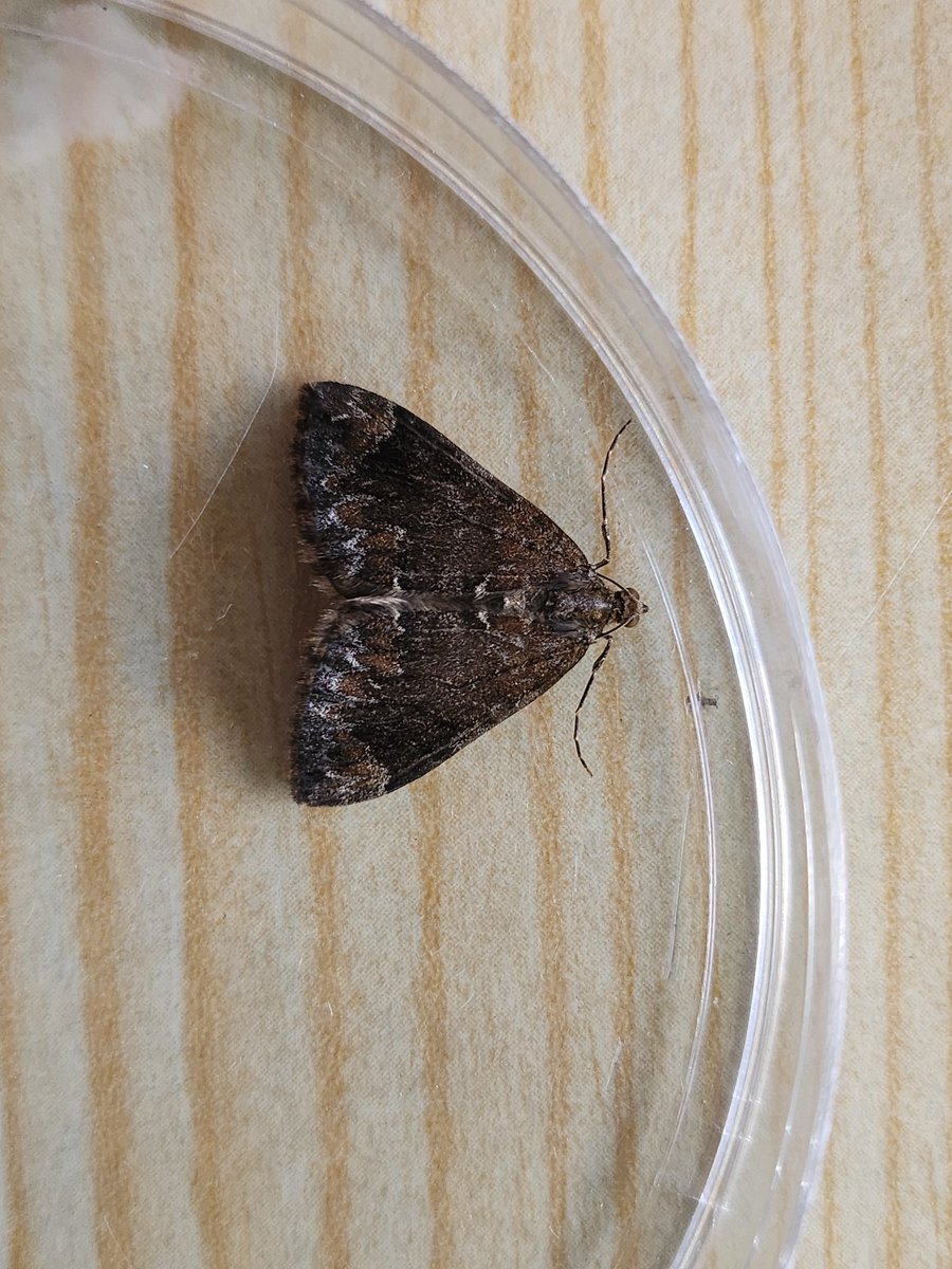 carolyn hargest (@carolynhargest) on Twitter photo Would this be Common Marbled Carpet please? Edinburgh garden moth trap June 3rd <a href="/FlyinginFordham/">Ben Sale</a> <a href="/MOTHIDUK/">UK Moth Identification</a> <a href="/MidlothianBirds/">Geoff Morgan</a> <a href="/savebutterflies/">Butterfly Conservation 🦋</a> Would this be Common Marbled Carpet please? Edinburgh garden moth trap June 3rd <a href="/FlyinginFordham/">Ben Sale</a> <a href="/MOTHIDUK/">UK Moth Identification</a> <a href="/MidlothianBirds/">Geoff Morgan</a> <a href="/savebutterflies/">Butterfly Conservation 🦋</a>
