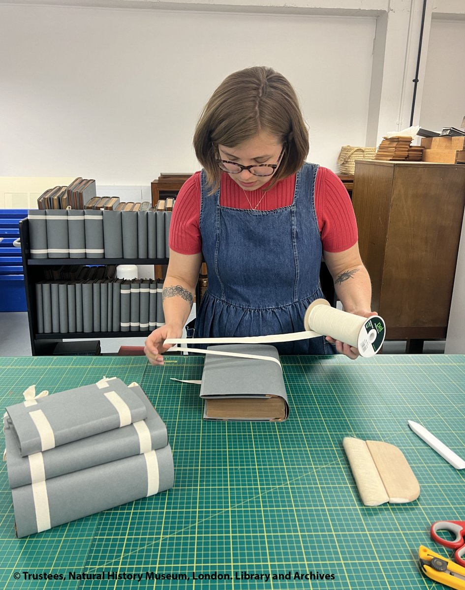 NHM_Library's tweet photo. In this #BehindTheScenesMW shot, our #PaperConservator, Eloïse, creates paper wrappers for books in our #Palaeontology collection. 📚
Paper wrappers are a minimal conservation treatment used when dealing with red rot, providing additional protection when handling the book. 🩹 https://t.co/KmVfAzSt2y