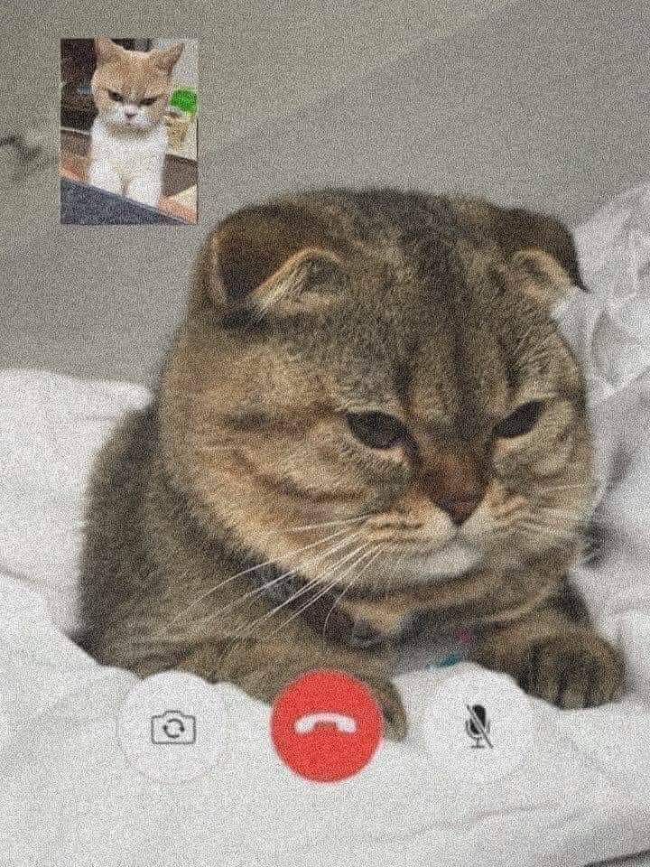 ulat_bulu_bulu's tweet photo. Gaduh tapi rindu. https://t.co/VhkD4CdmZF