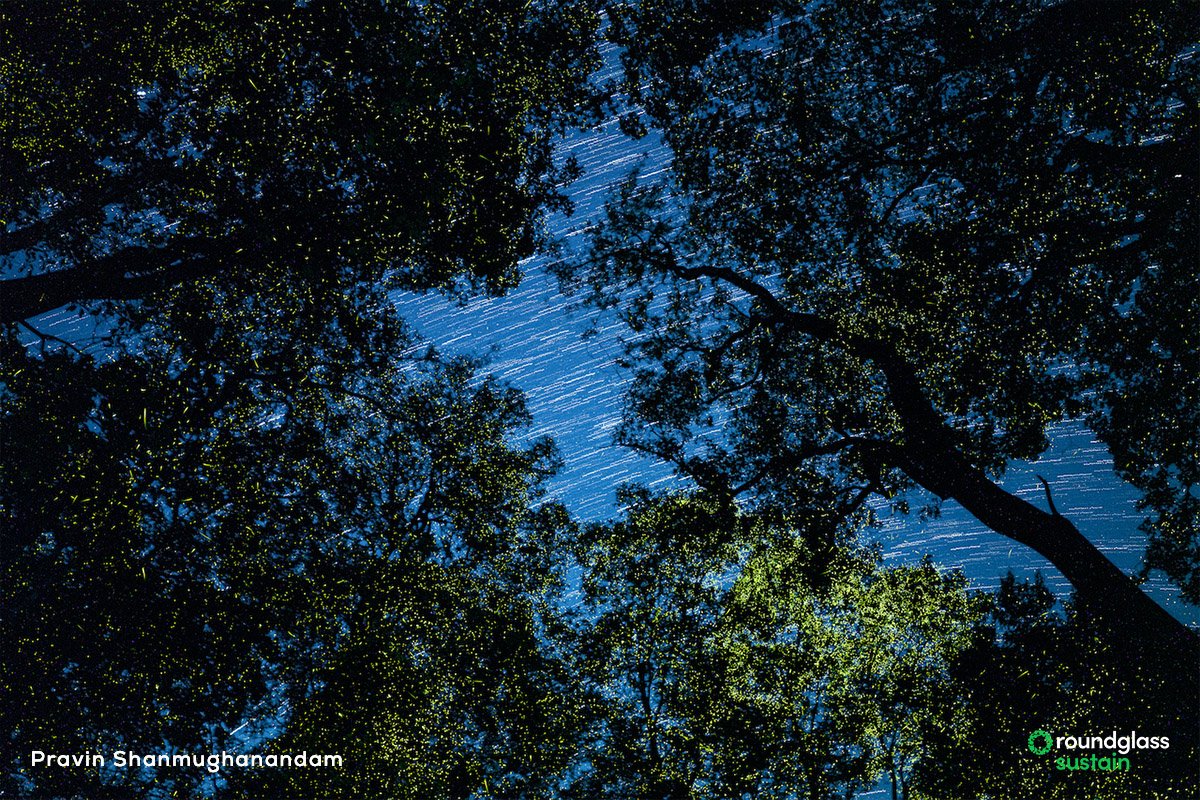Roundglass Sustain (@rgsustain1) on Twitter photo For a few days each summer, the #fireflies in #AnamalaiTigerReserve transform their forests into a magnificent bioluminescent world of shimmering choreographed lights.
Read more: l8r.it/Mkqz
Text by <a href="/shanmughanandam/">Pravin Shanmughanandam</a>
Photos by <a href="/dhanu_paran/">Dhanu Paran</a> and <a href="/shanmughanandam/">Pravin Shanmughanandam</a> For a few days each summer, the #fireflies in #AnamalaiTigerReserve transform their forests into a magnificent bioluminescent world of shimmering choreographed lights.
Read more: l8r.it/Mkqz
Text by <a href="/shanmughanandam/">Pravin Shanmughanandam</a>
Photos by <a href="/dhanu_paran/">Dhanu Paran</a> and <a href="/shanmughanandam/">Pravin Shanmughanandam</a>