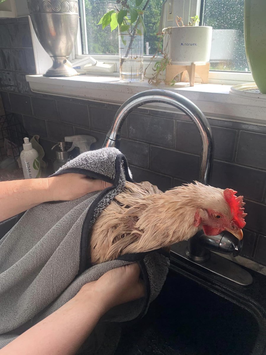 chriswtburke's tweet photo. I found poor Delaney hiding in the corner of the coop this morning, coated in mud!! I suspect the puppy who looked similar yesterday wanted to cuddle in the mud with her... #Norwex to the rescue!! https://t.co/VCN6rwBr7p https://t.co/1zwAaqCKpz