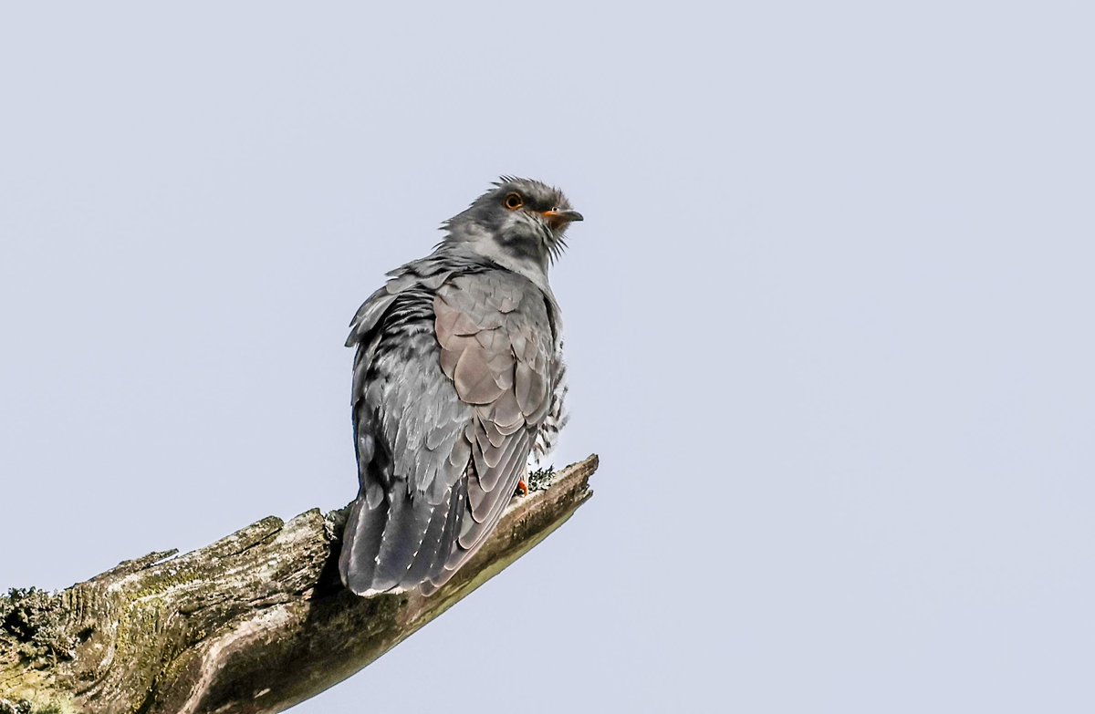 David Fox tweet media