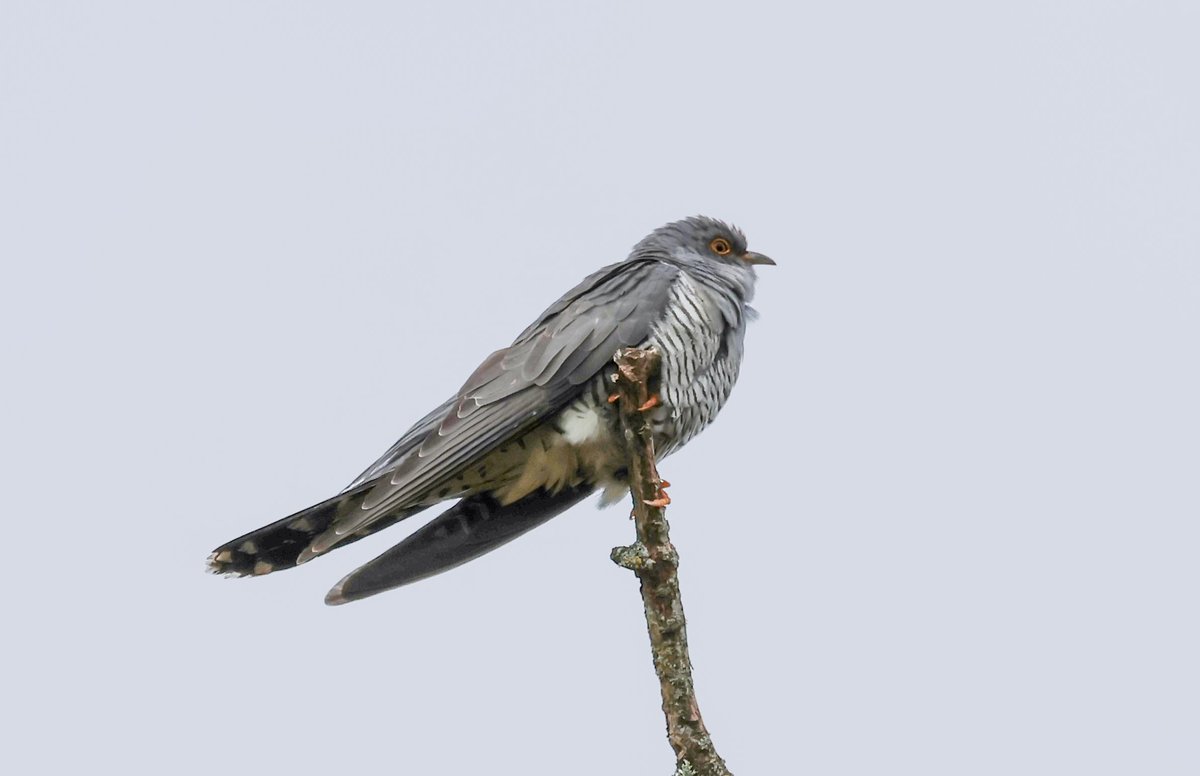 David Fox tweet media