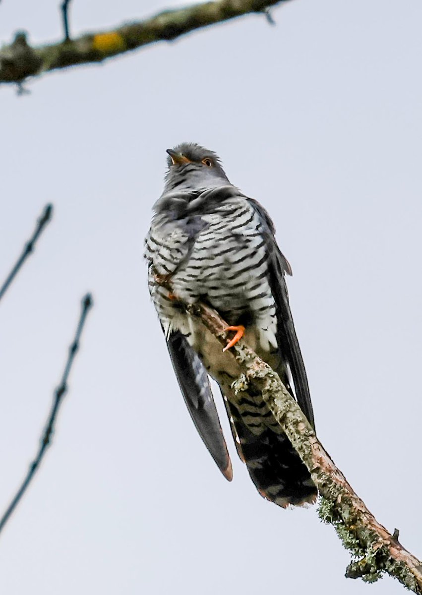 David Fox tweet media