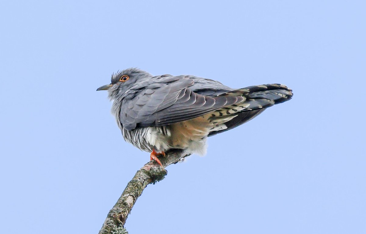 David Fox tweet media