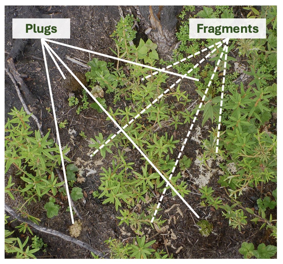 Very excited to share our paper on post-fire moss transplantation 🔥! We tested a novel approach using moss transplants to overcome hydrophobic post-fire conditions and enhance recovery in boreal peatlands.

Did it work? You’ll have to find out below:
sciencedirect.com/science/articl…