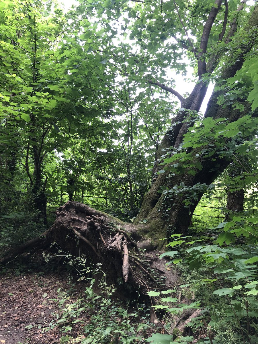 Greg Knowler tweet media