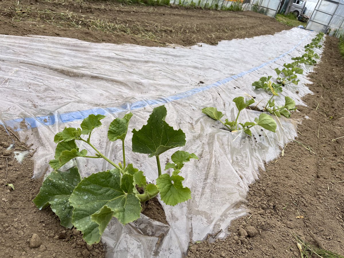 オジファーム ~アスパラガス~ tweet media