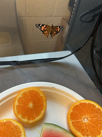 ODHigh's tweet photo. What an exciting Monday morning in the LRC! Butterflies and chicks greeted our Patriots when they arrived today! #SummerIsNear @NLSchoolsCA https://t.co/69W9mqTvhZ