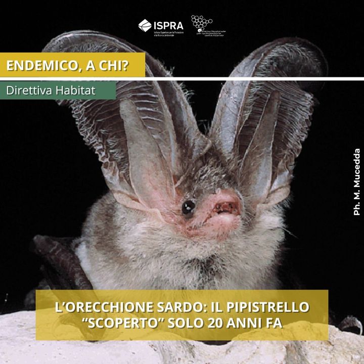 🦇 Il Plecotus sardus, detto orecchione sardo, è un pipistrello endemico della Sardegna  "scoperto" nel 2002. Protetto dalla Direttiva Habitat, è una specie a rischio estinzione. La popolazione è diminuita del 30% in una generazione.
📄 Leggi l'articolo: zurl.co/EP0l