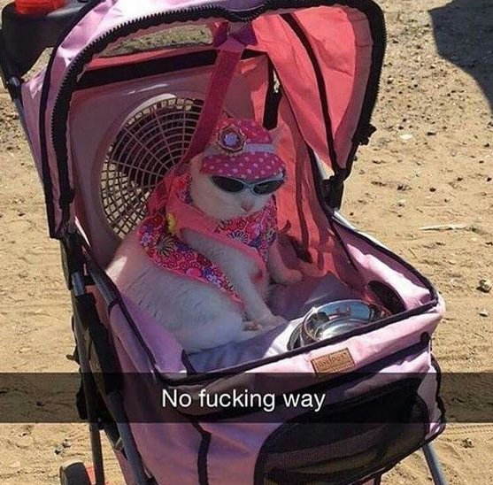 Dont Show Your Cat (@dontshowyourcat) on Twitter photo 