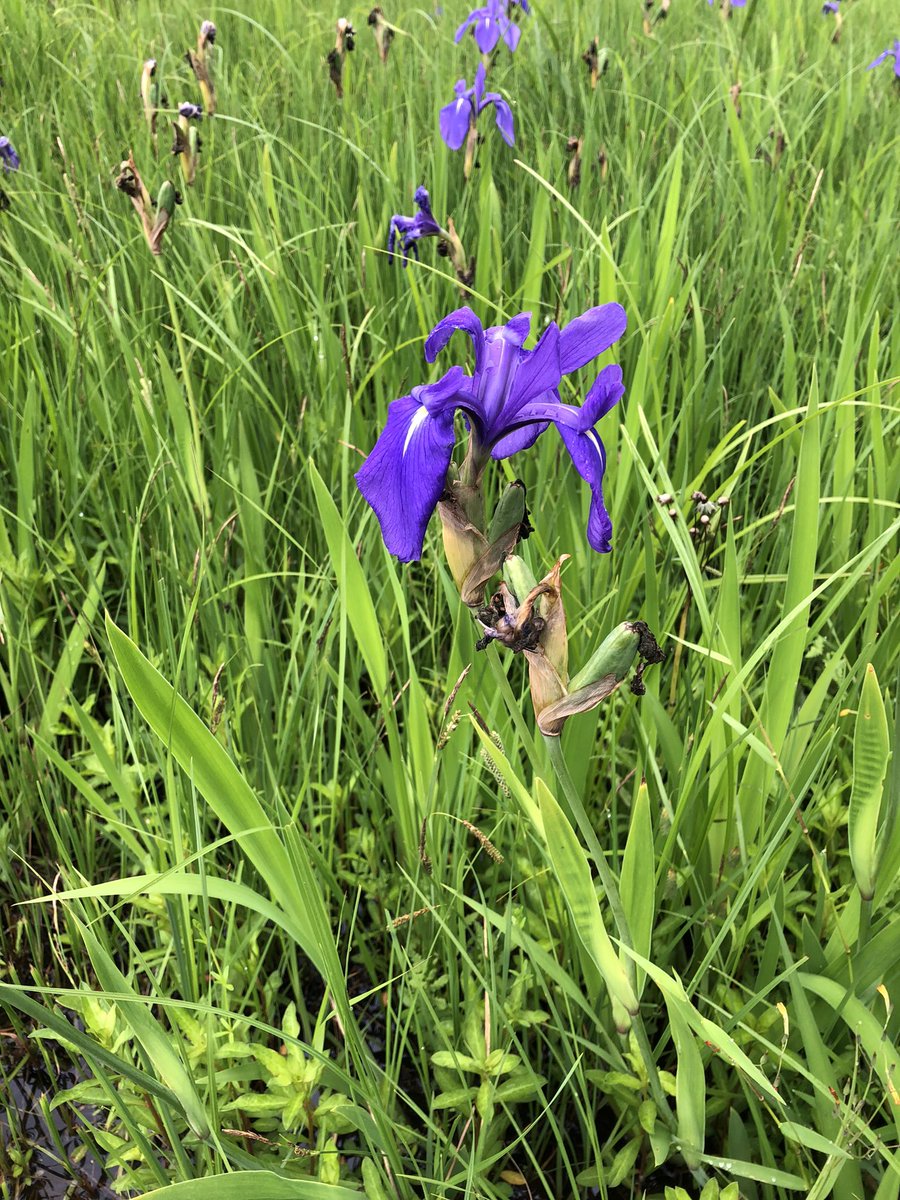 Ike_ic3's tweet photo. 本日の生物観察結果

天候が良くなかったため、あまり生物は見られませんでしたが、以下の生物が観察できました。

[魚類]
ミナミメダカ、トウヨシノボリ

[両生類]
アマガエル、トウキョウダルマガエル

[昆虫類]
ガムシ、ミズカマキリ、ベニイトトンボ

[植物]
ヒルムシロ、ヒシ、アヤメ？ https://t.co/du5gUHZe15